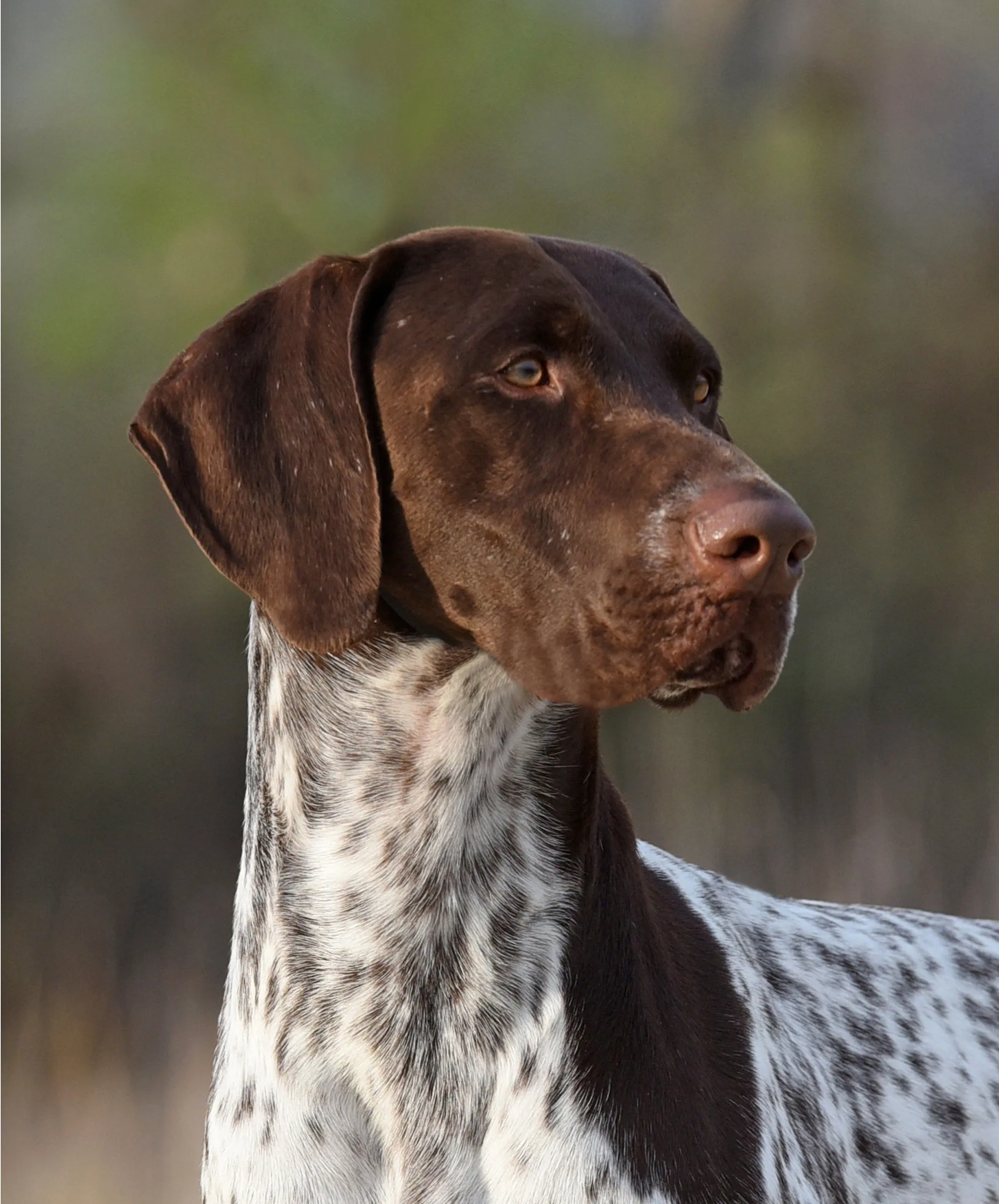 CJ - German Shorthaired Pointer