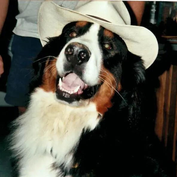 Dually - Bernese Mountain Dog