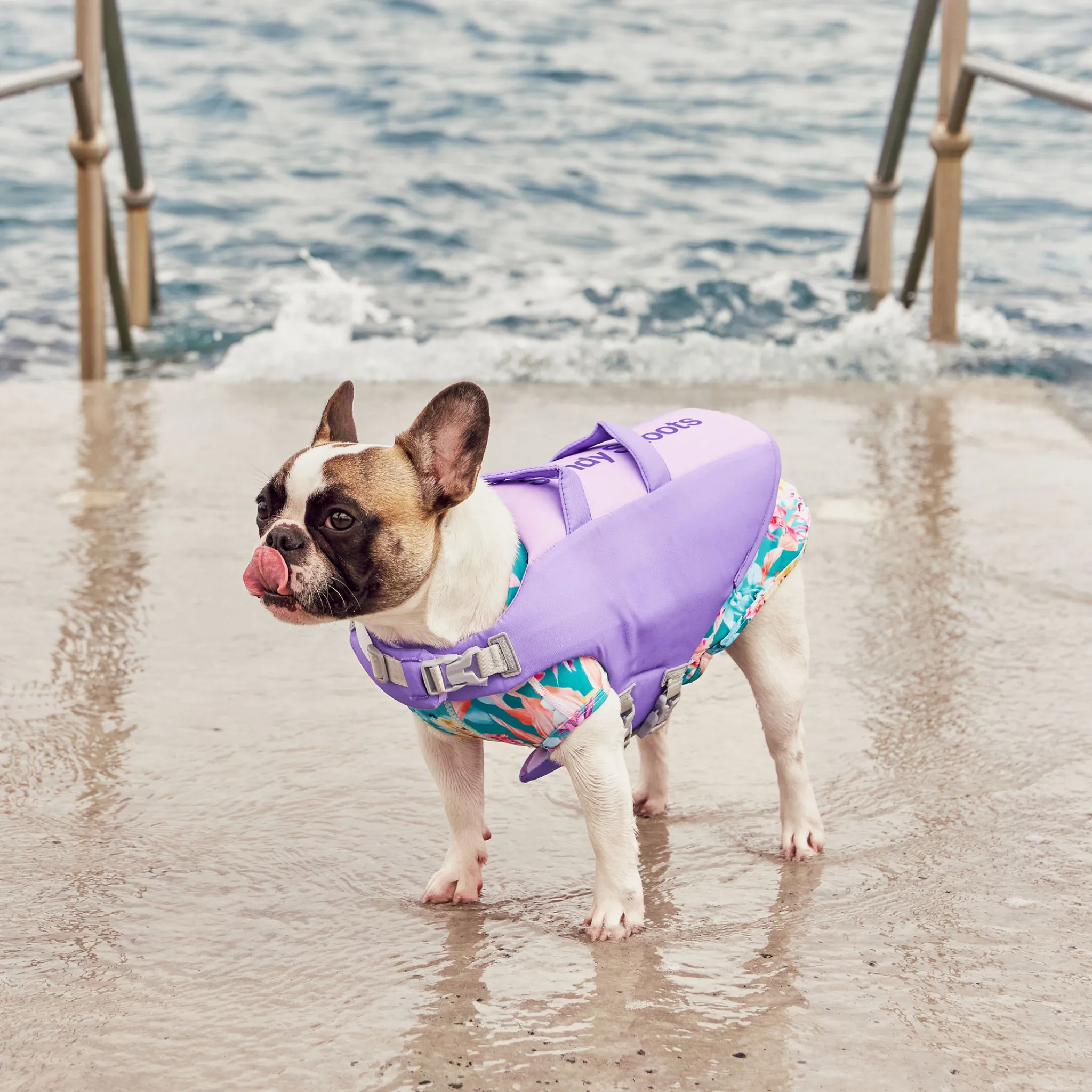 Seashell Purple Dog Life Jacket