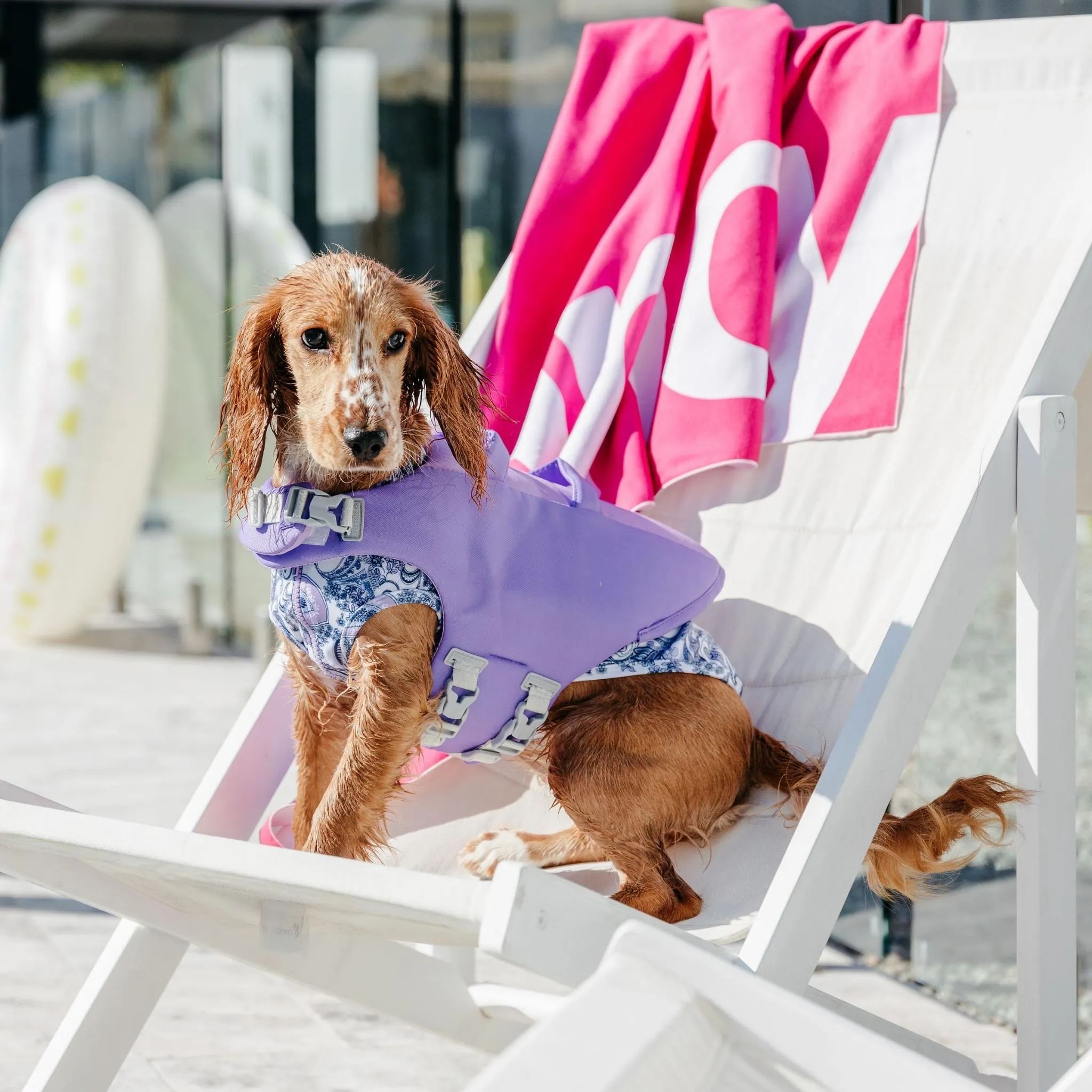 Seashell Purple Dog Life Jacket